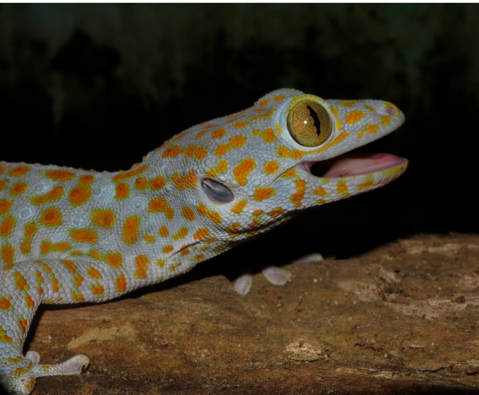 Токи (Gekko Gecko)