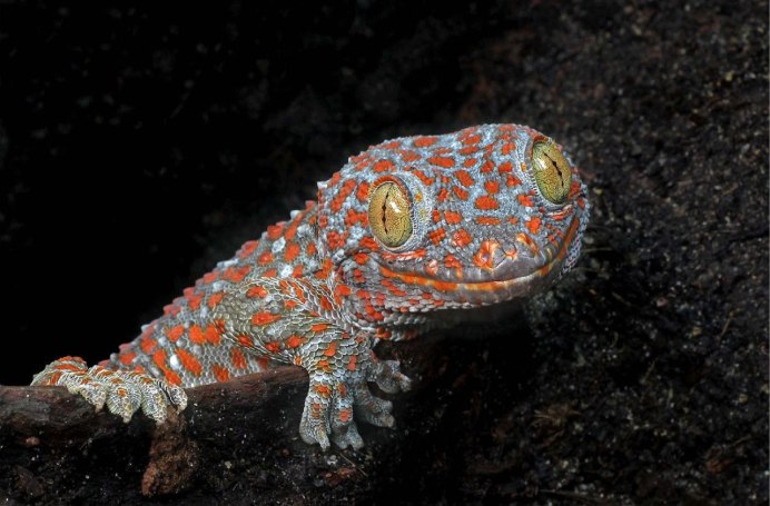 Токи (Gekko Gecko)
