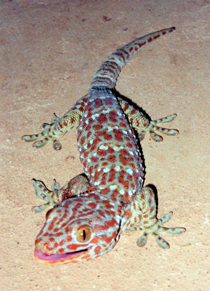 Tokay Gecko Morph