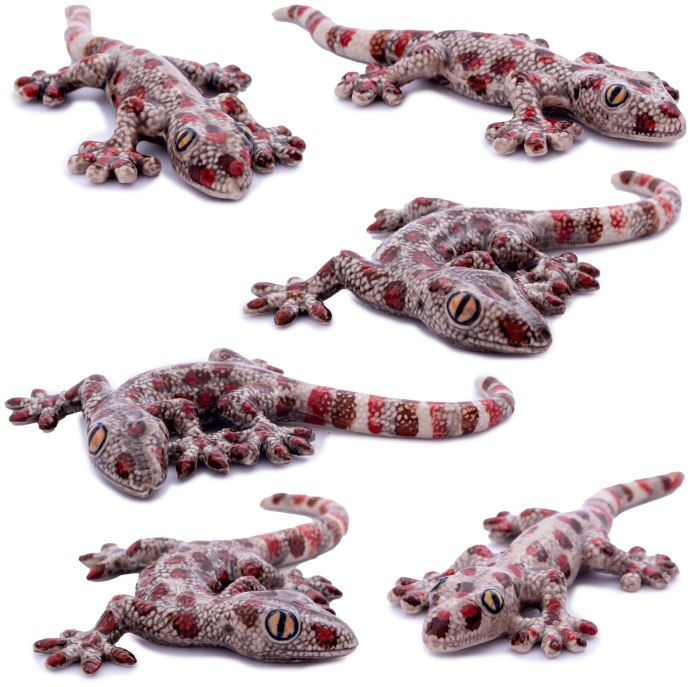Геккон Королевский (Gekko monarchus)