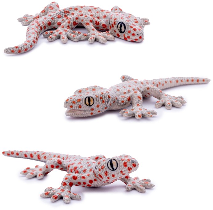 Strophurus wellingtonae