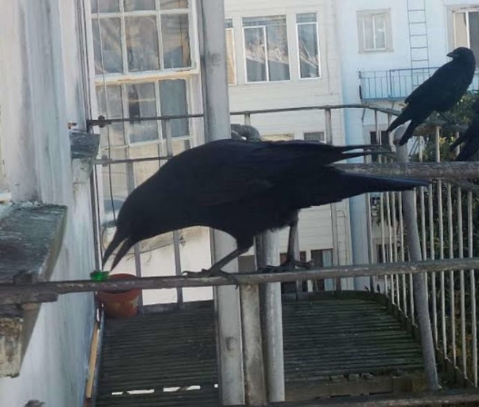 Сибирский ворон