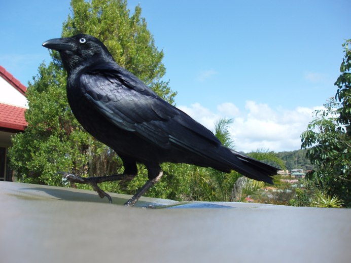 Ворона американская (Corvus brachyrhynchos)