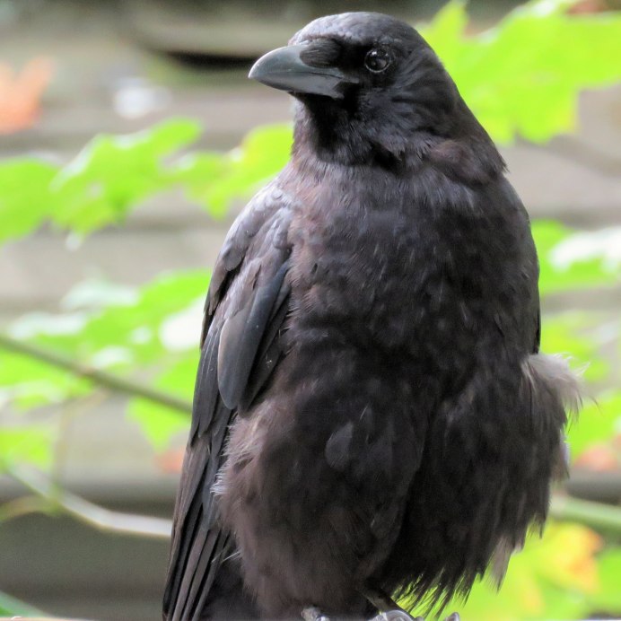 Corvus Corax птица
