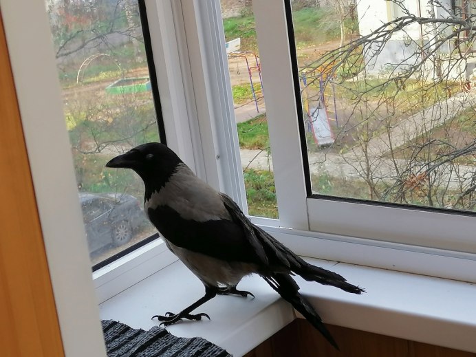 Домовая ворона Corvus splendens