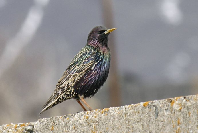 Sturnus vulgaris