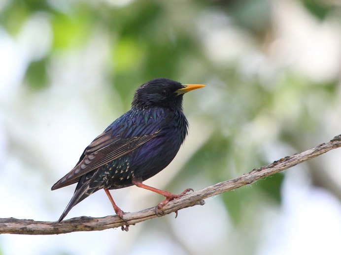 Sturnus vulgaris