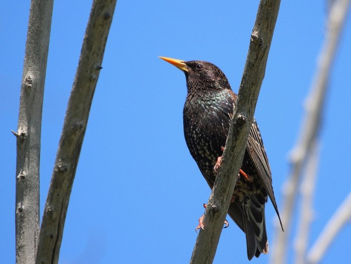 Скворец обыкновенный ‒ Sturnus vulgaris (l., 1758)