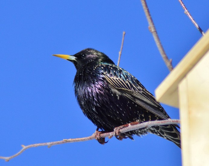 Скворец обыкновенный ‒ Sturnus vulgaris (l., 1758)