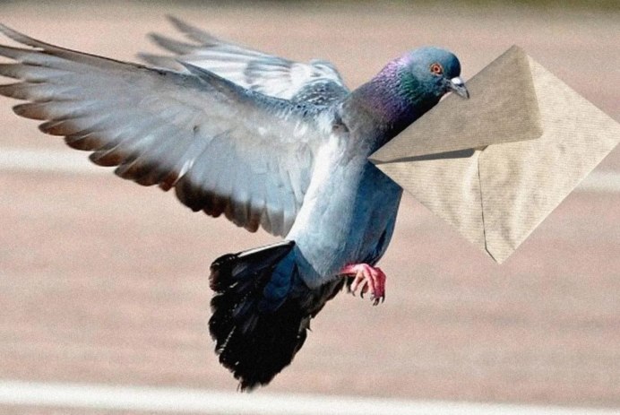 Белый голубь