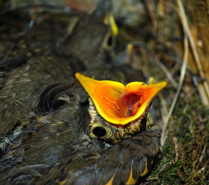 Птенец выпавший из гнезда