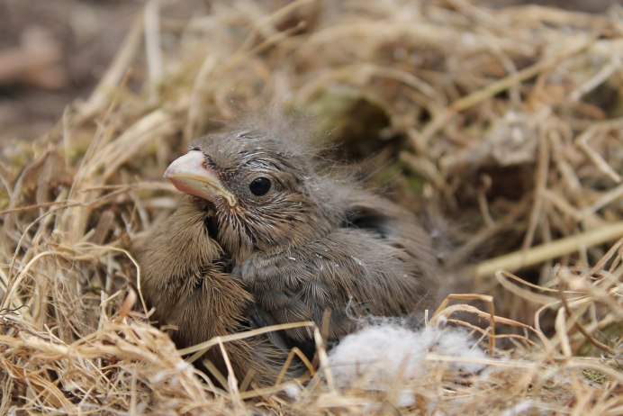 Птенцы с открытыми ртами