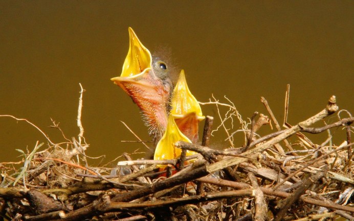 Мокрый птенец