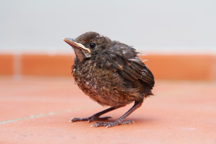 Чернозобый Дрозд птенец