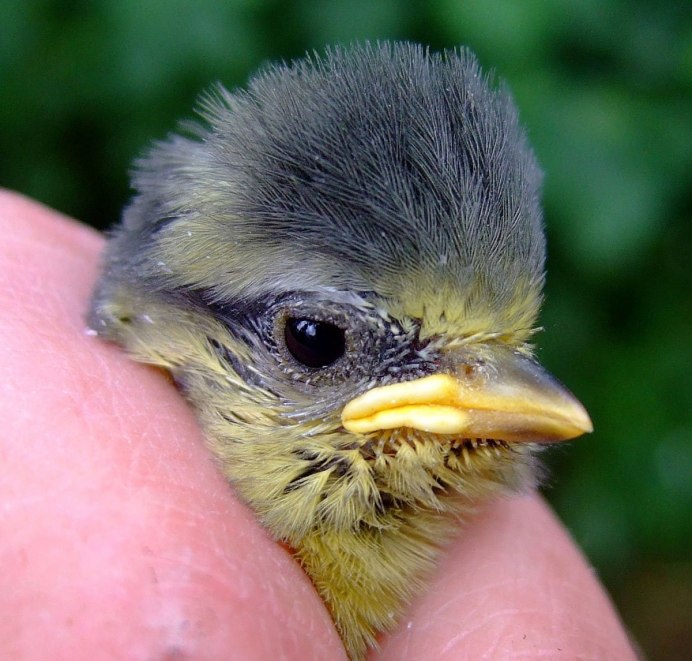 Хохлатая Мадагаскарская Кукушка птенец