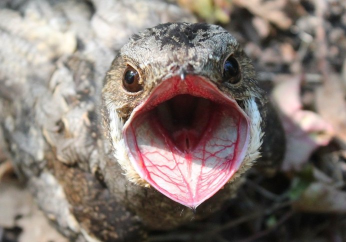 Птенец желторотик Ласточка