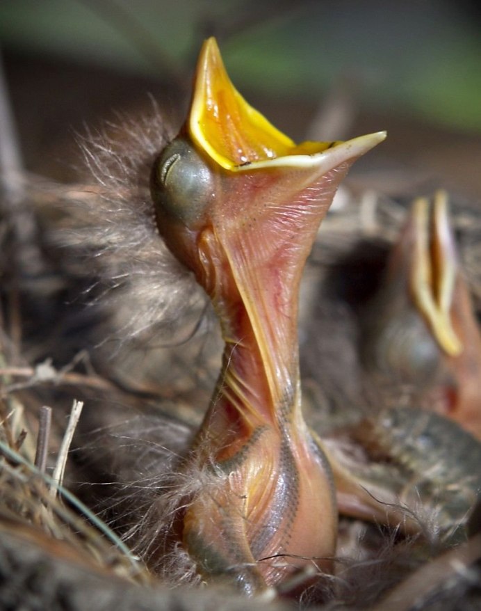 Птенец слеток