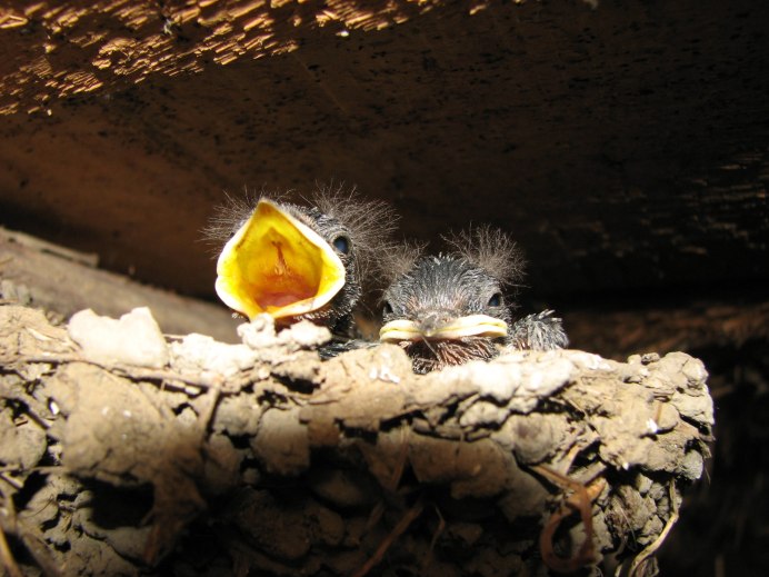 Цыпленок Ласточка