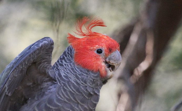 Шлемоносный Какаду в Австралии