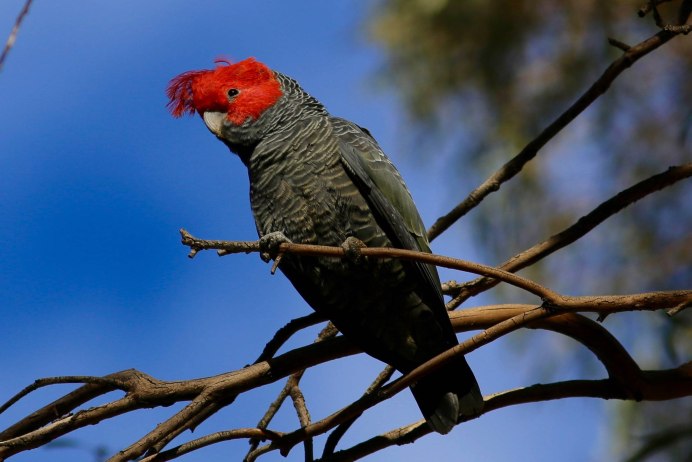 Шлемоносный Какаду