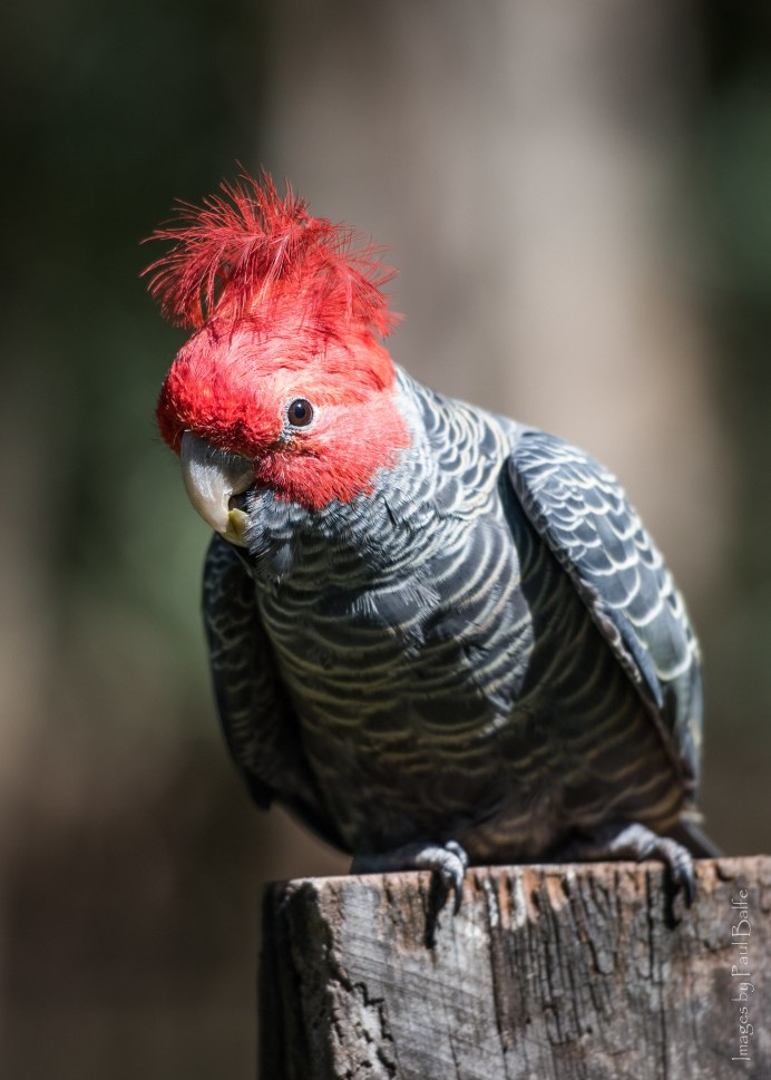 Королевский Какаду