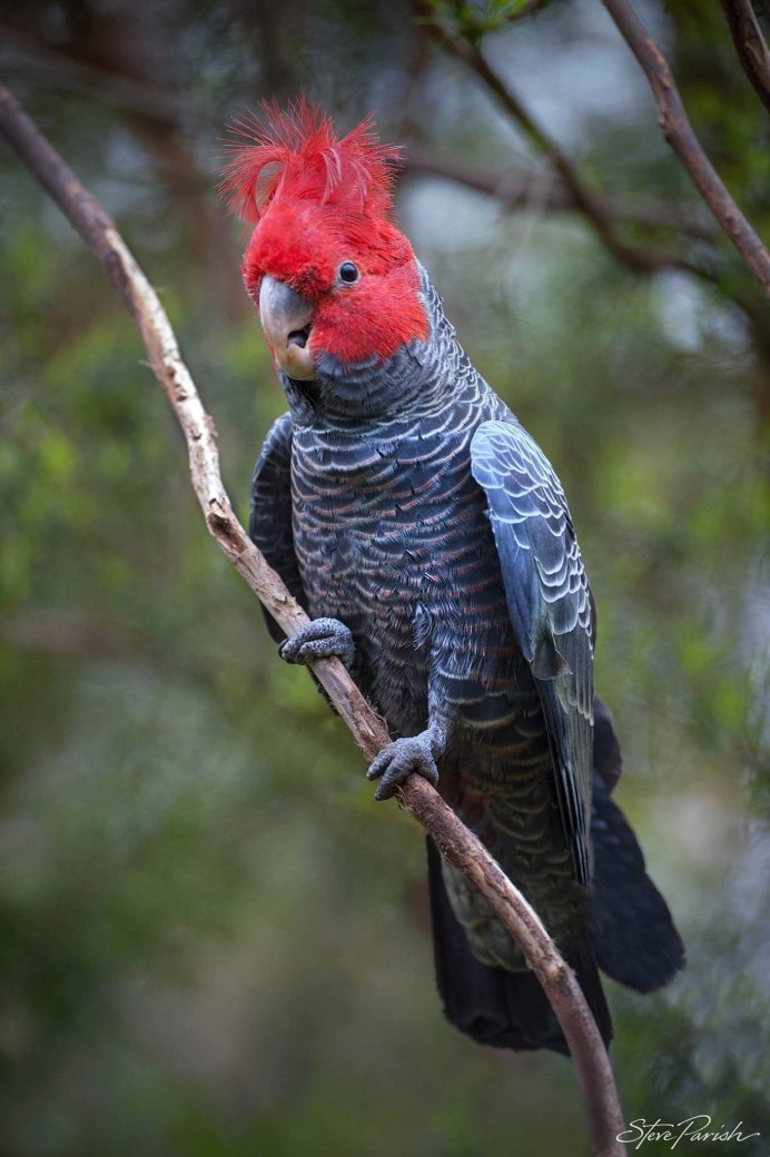 Красноголовый Какаду попугай
