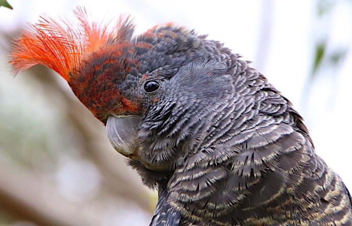 Шлемоносный Какаду где водится