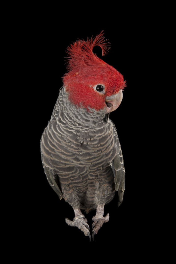 Ночной попугай