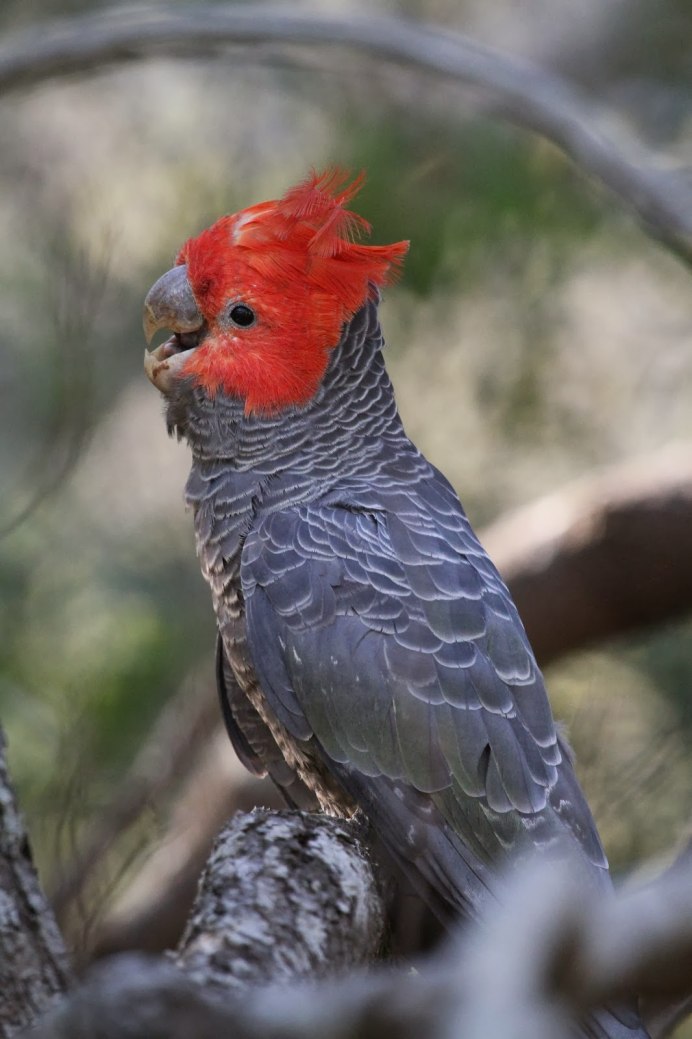 Шлемоносный Какаду в Австралии