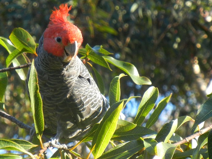 Шлемоносный Какаду