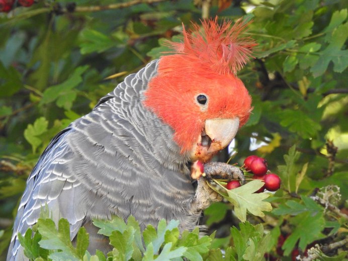 Птенцы шлемоносного Какаду