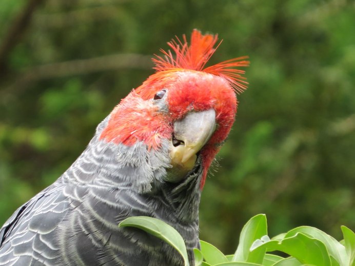 Ганг ганг Какаду