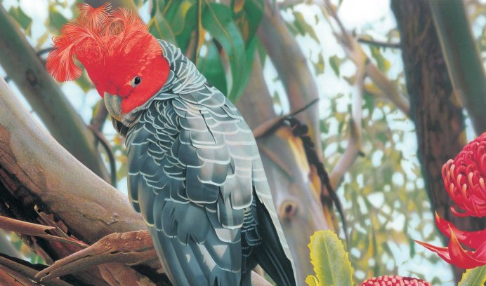 Ганг ганг Какаду