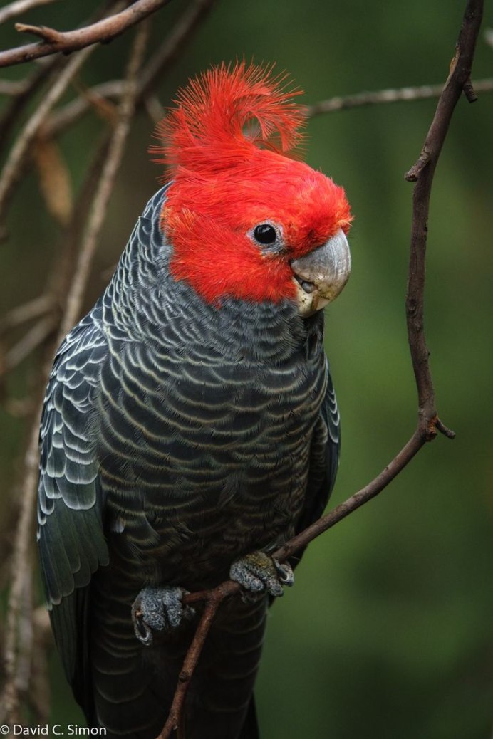 Ганг ганг Какаду