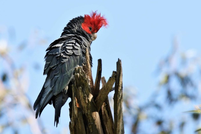 Callocephalon fimbriatum