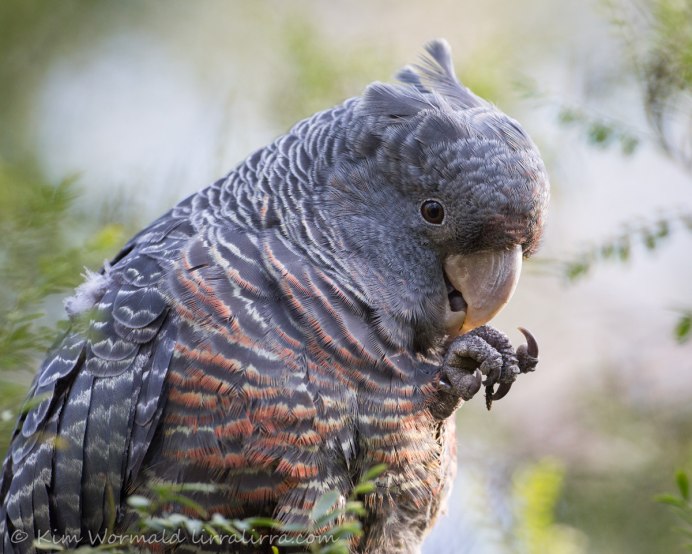 Шлемоносный Какаду