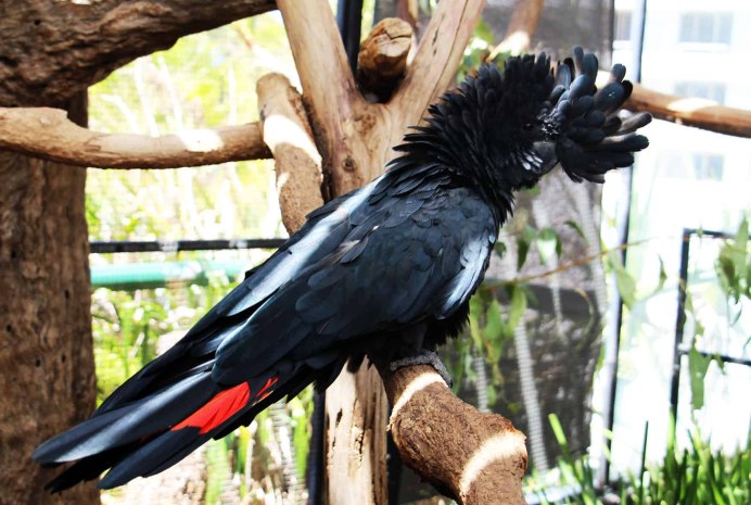 Зима в Австралии птицы