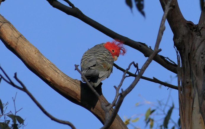 Красный попугай серый кролик