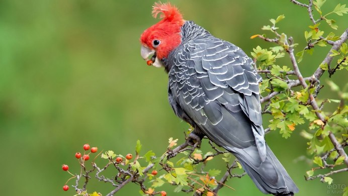 Шлемоносный Какаду в Австралии