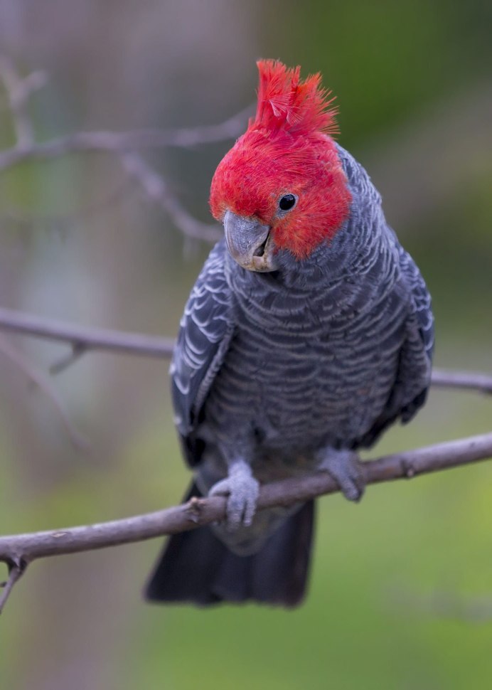 Черный Какаду