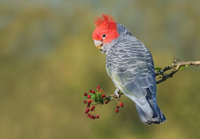 Шлемоносный Какаду Callocephalon fimbriatum