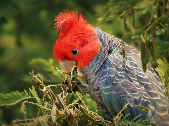 Шлемоносный Какаду в Австралии