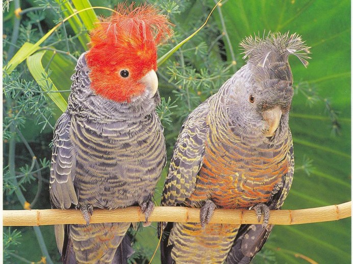 Шлемоносный Какаду