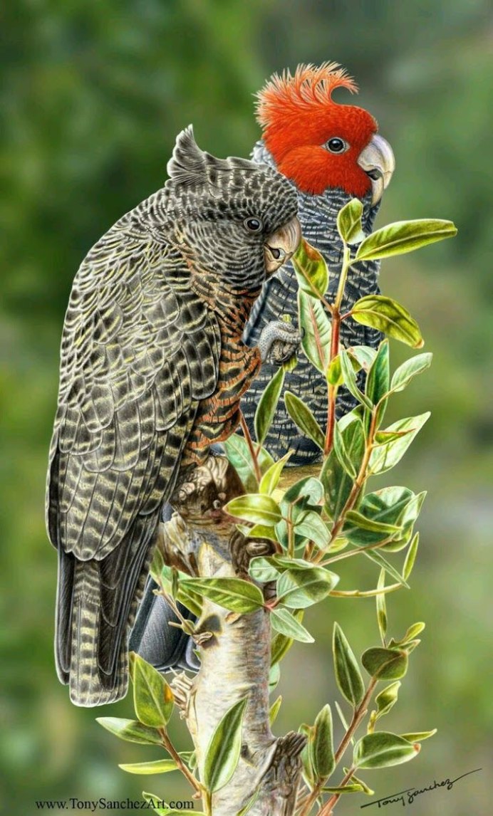 Попугай Какаду дикий