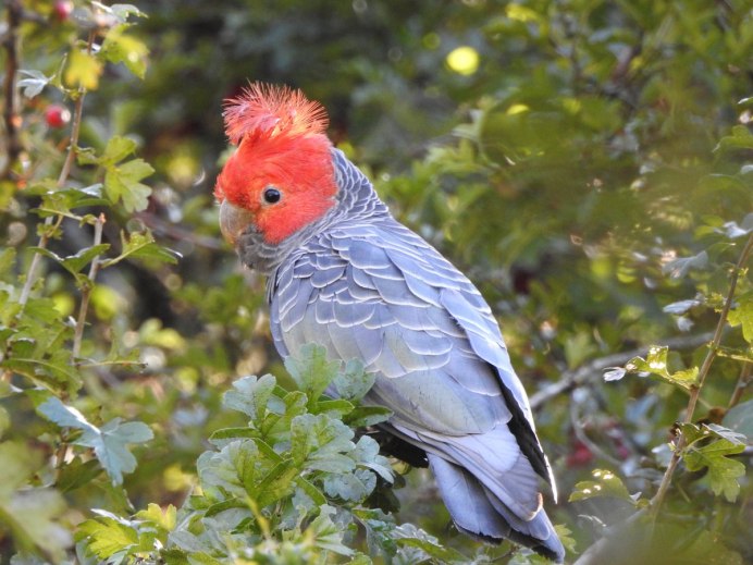 Шлемоносный Какаду