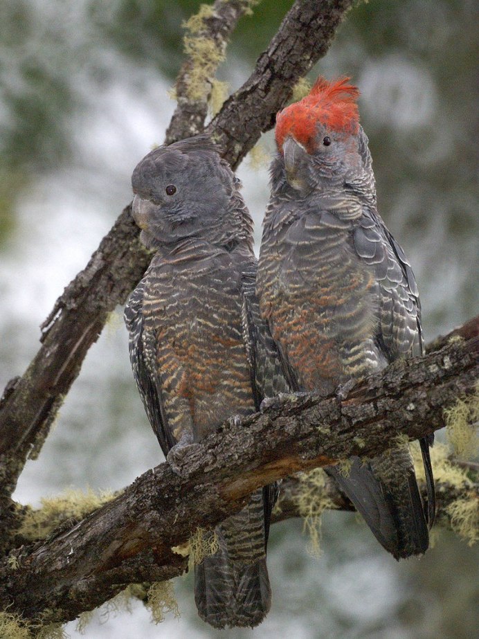 Птенец Какаду Инка