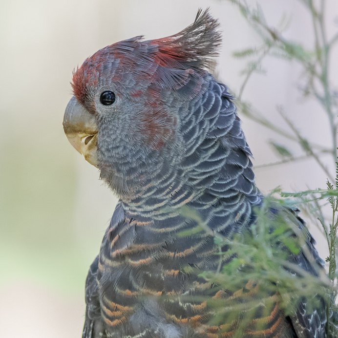 Шлемоносный Филемон