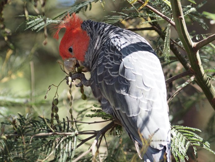 Шлемоносный Какаду самка