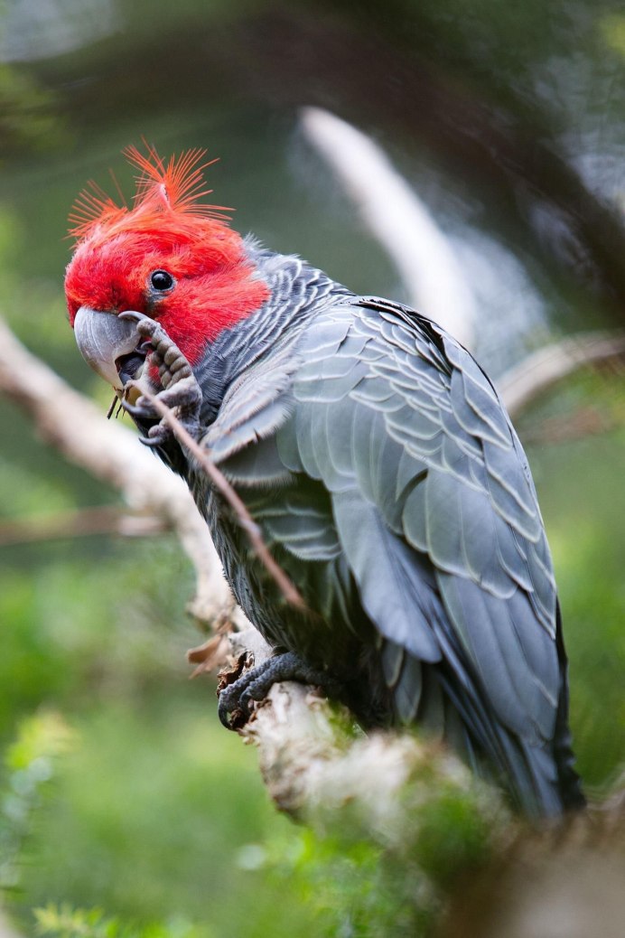 Попугаи спариваются