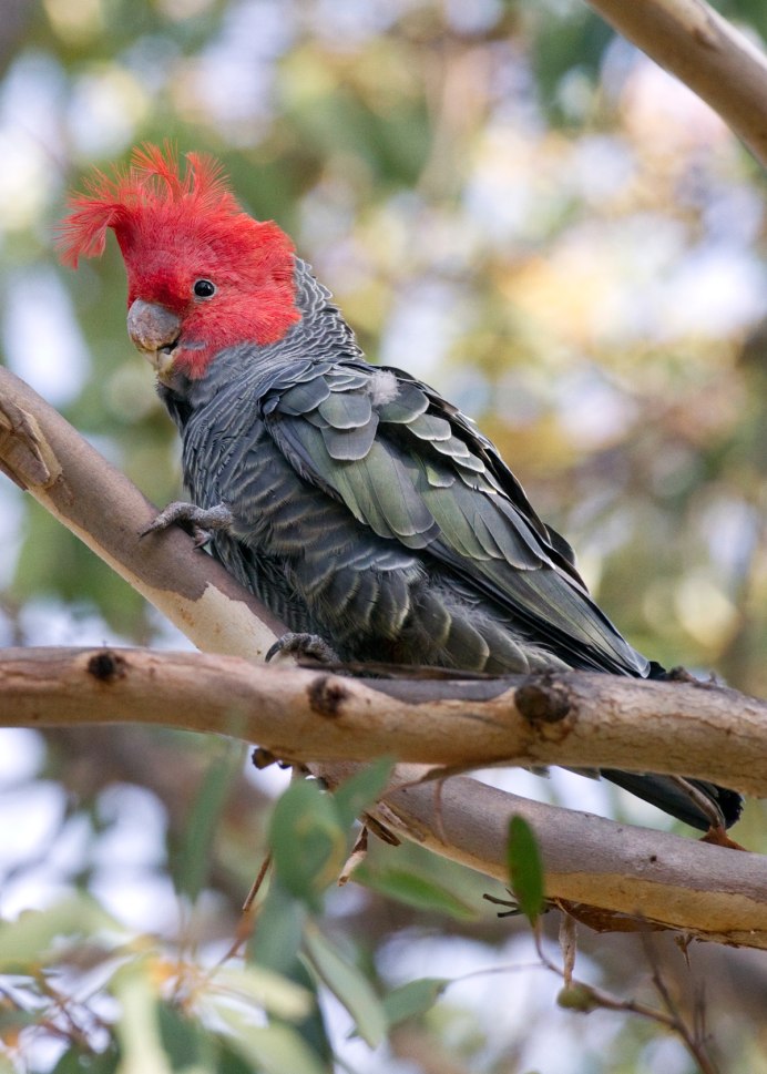 Callocephalon fimbriatum